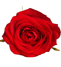 Троянди Red Naomi